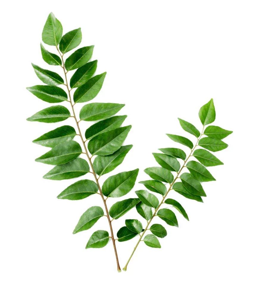 Curry Leaf