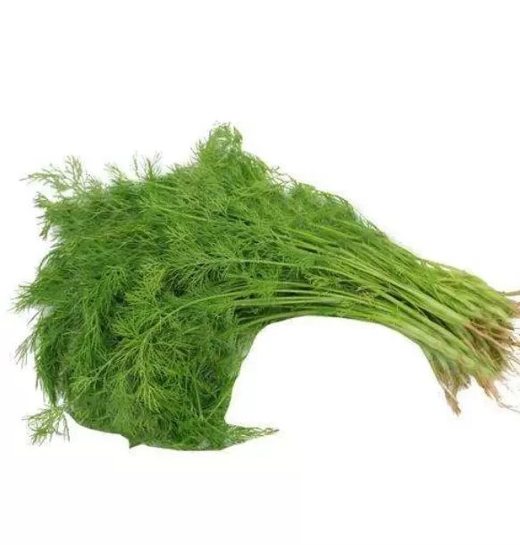 Dill Leaves