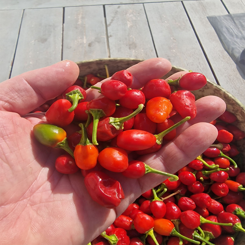 Akabare Khursani 1Kg